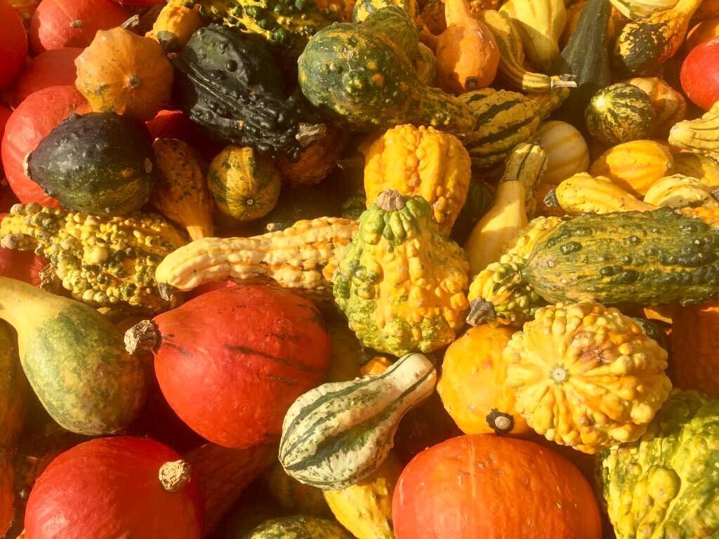 Verschiedene Kürbisse in unterschiedlichen Formen und Farben