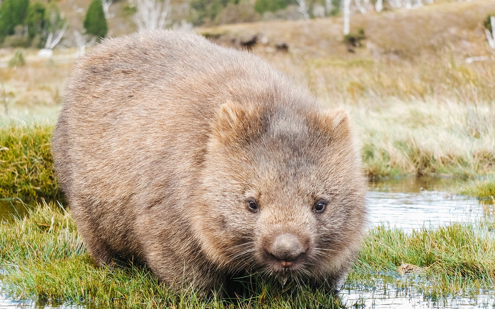 Wombat in Cradle Mountain National Park during guided walking tour.