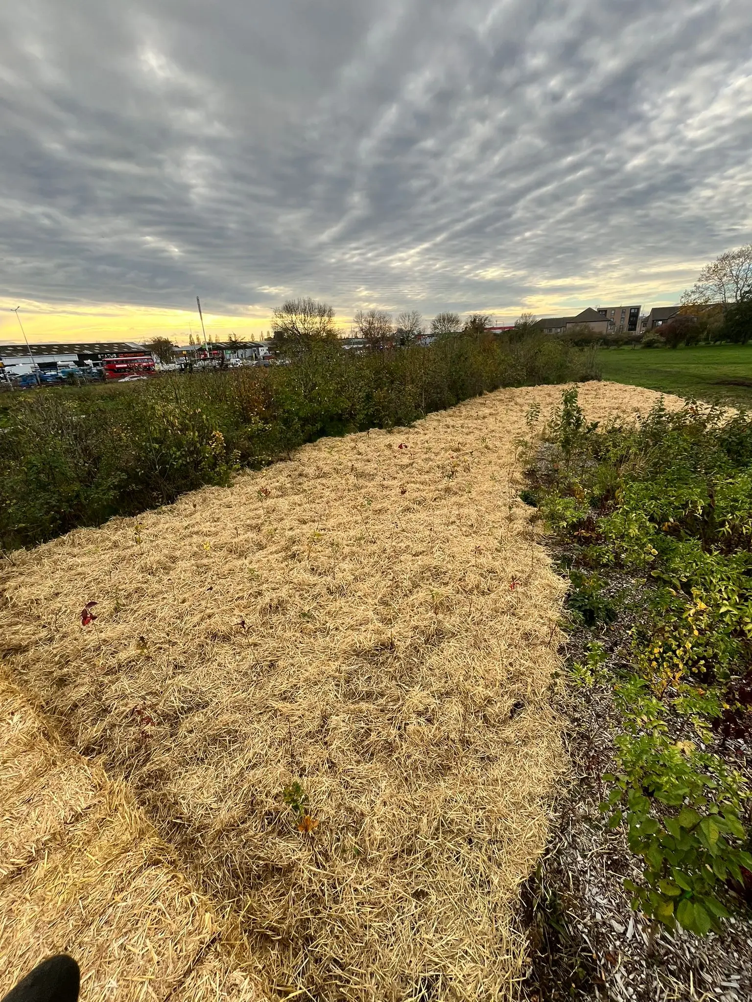 A sandy pathway lined with greenery under a cloudy sky, leading toward a distant body of water.
