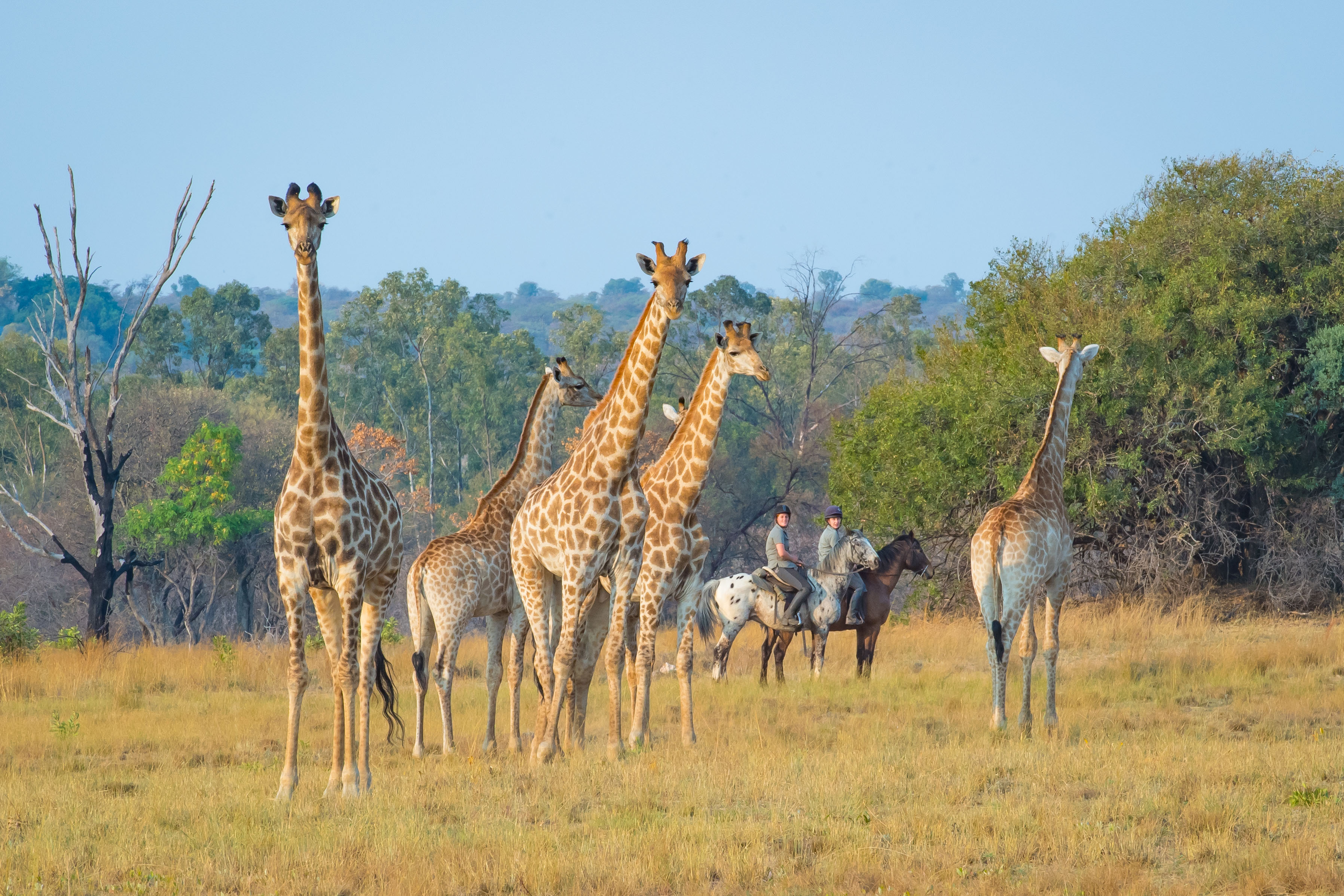 African Explorer, Botswana. En lång rad gnuer rör sig över slätterna med ryttarna i bakgrunden – ett klassiskt motiv från en ridsemester i Botswana.