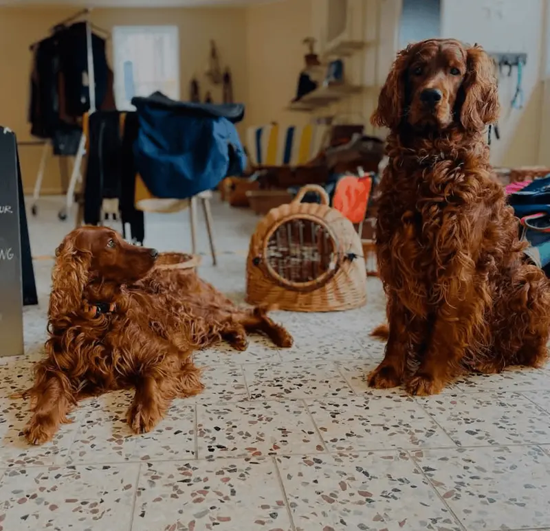Två hundar sitter på golvet i en hundvänlig butiksmiljö.