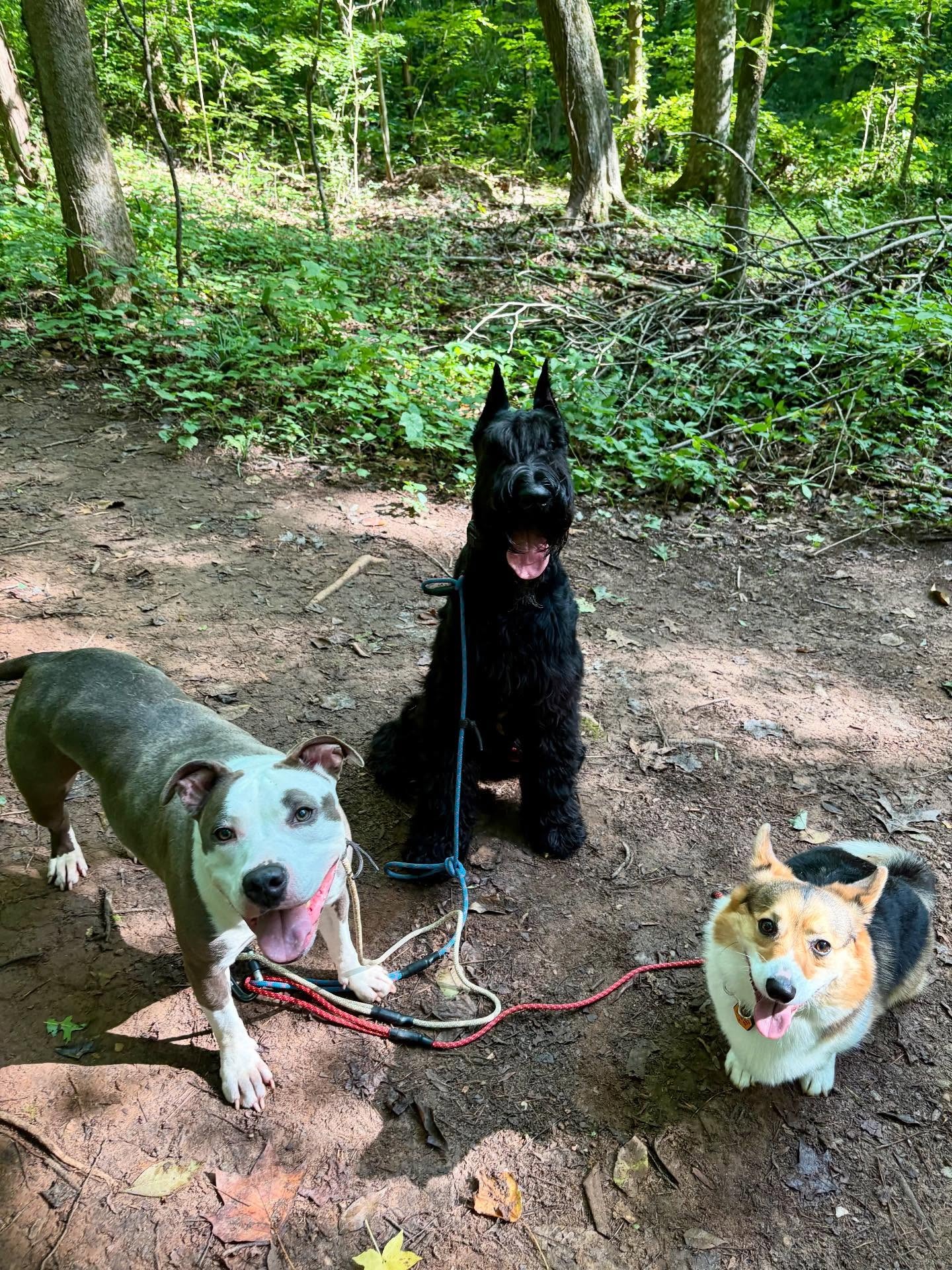 Three dogs on leashes during a pack walk in Cornelius, Charlotte, on a forest trail