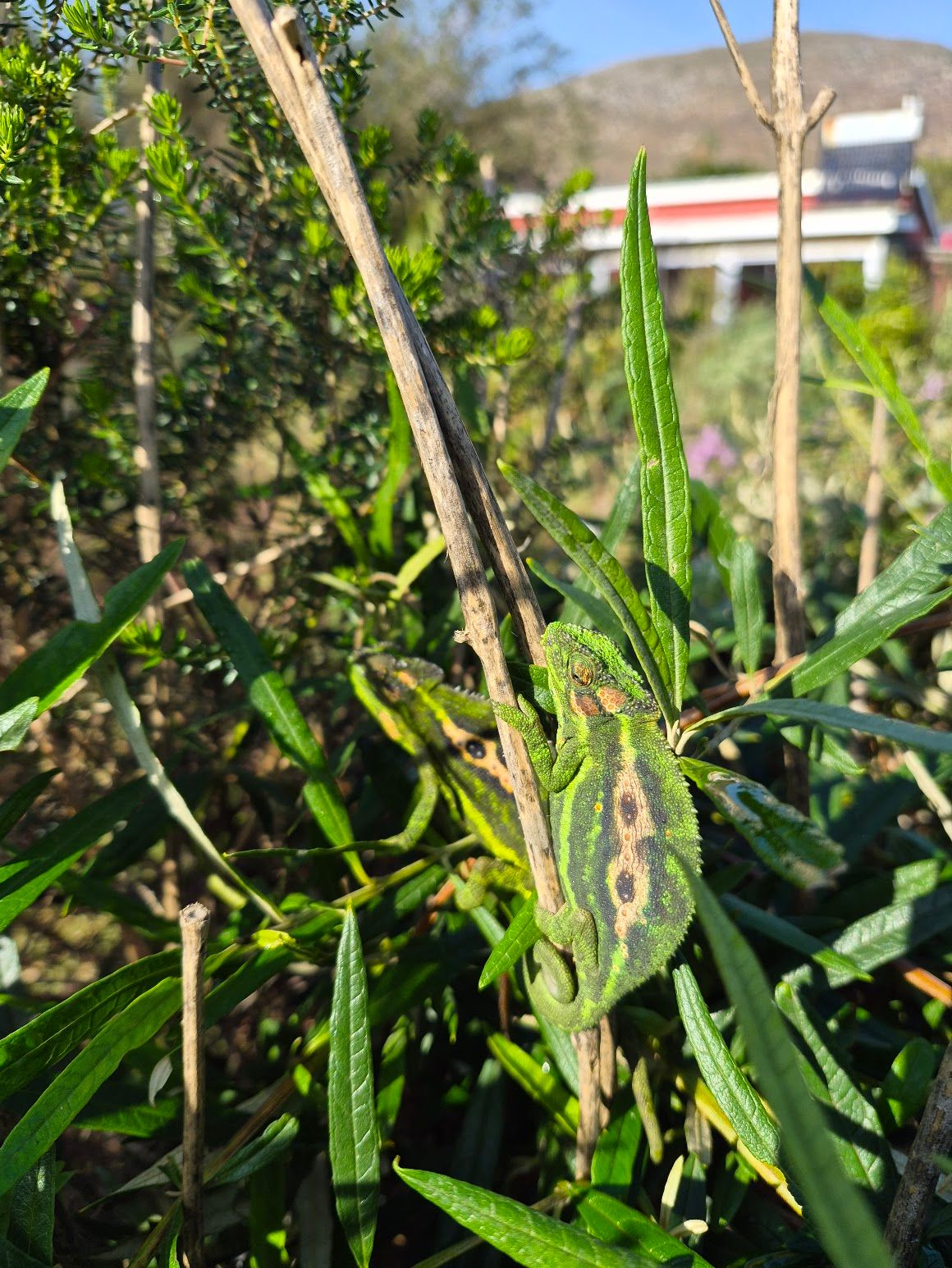 Heart & Soil Agroecology Hub: Lochiel Smallholdings and growing this season