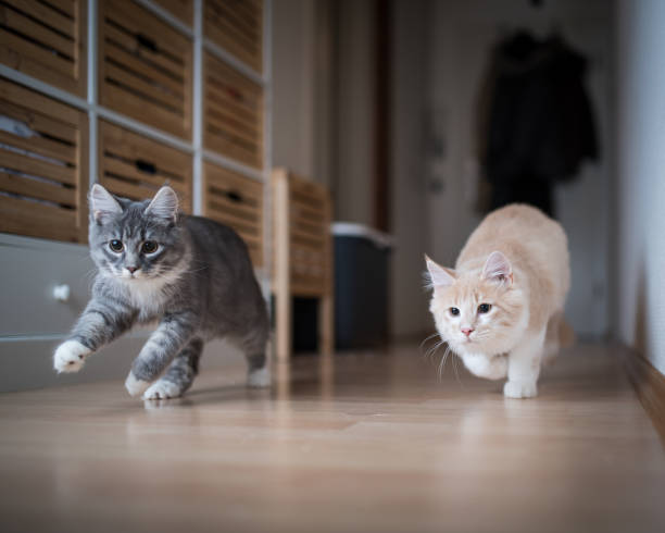 Two cats playing after being sick and receiving the right medications