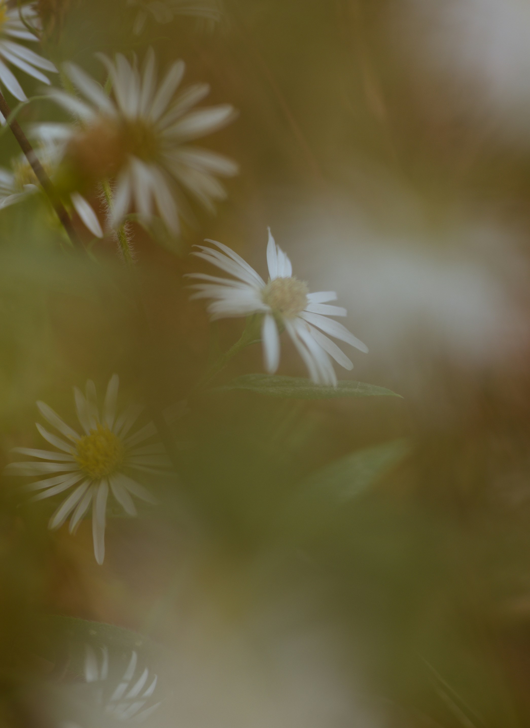 A blurry photo of a bunch of daisies