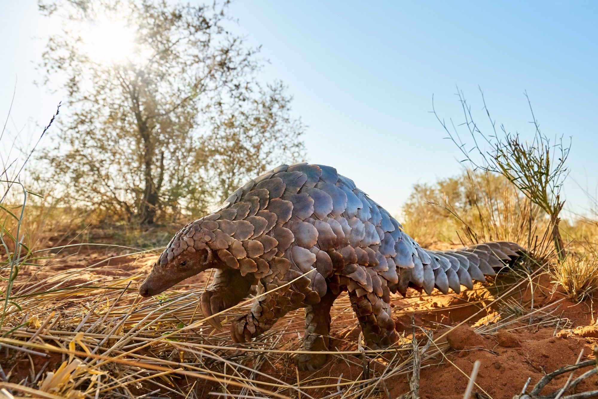 A pangolin crossing red earth in low sun
