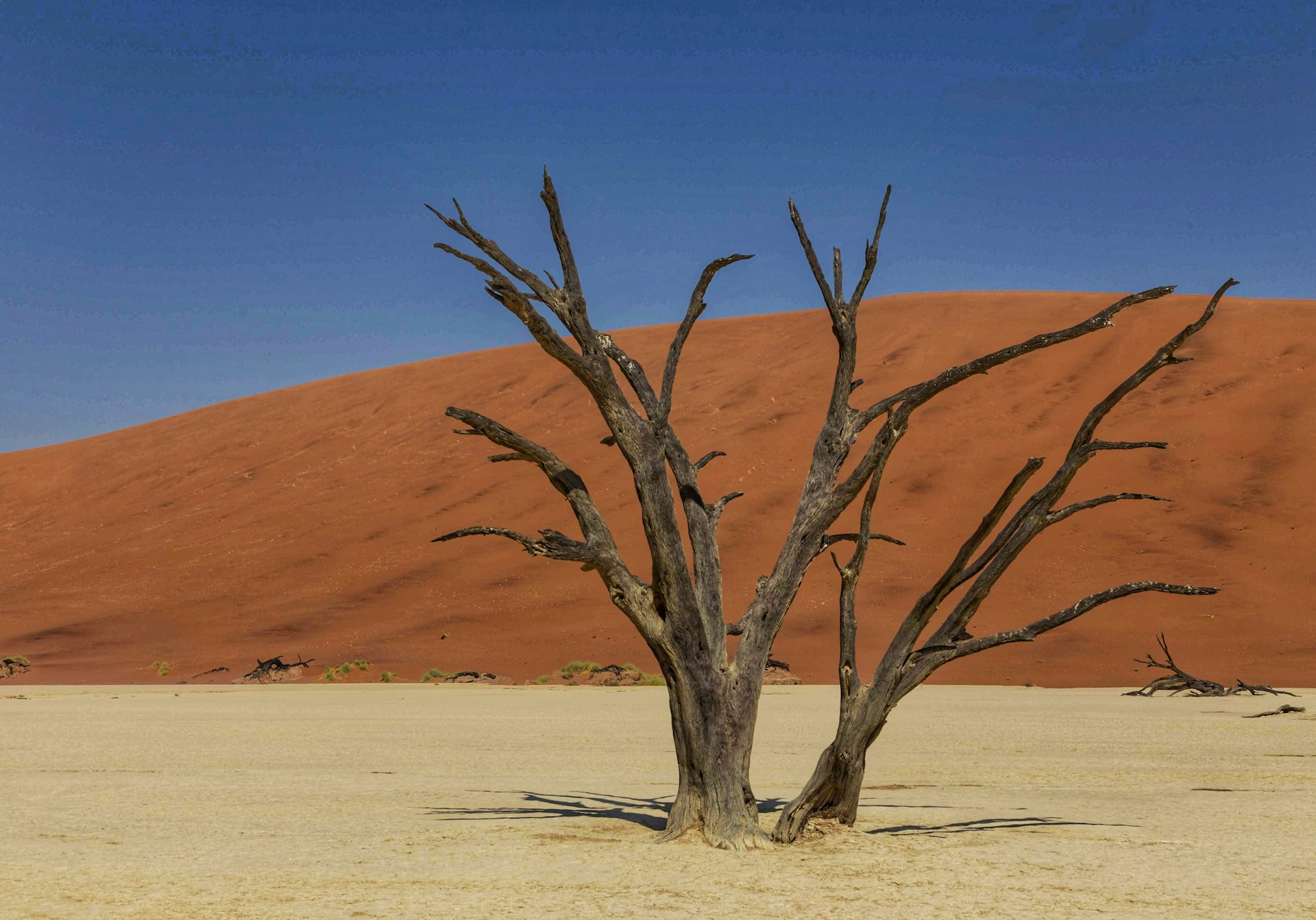 desert with dried out trees