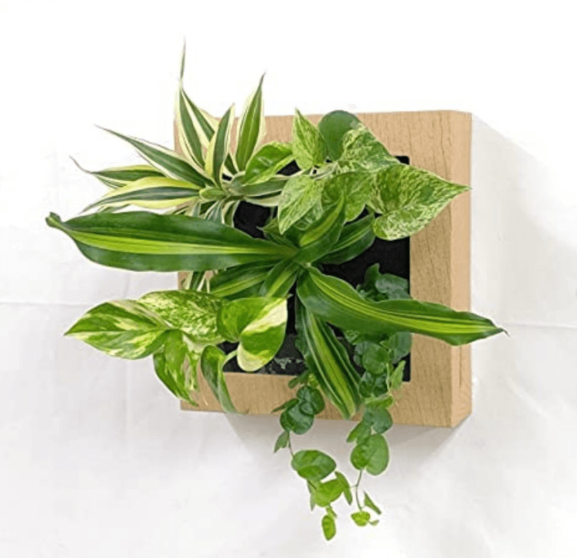 Midorie Canada wall hanging plant frames for homes easy care self watering clean using PAFCAL soil-less soil free soil less biophilic plant frames design forward Japan