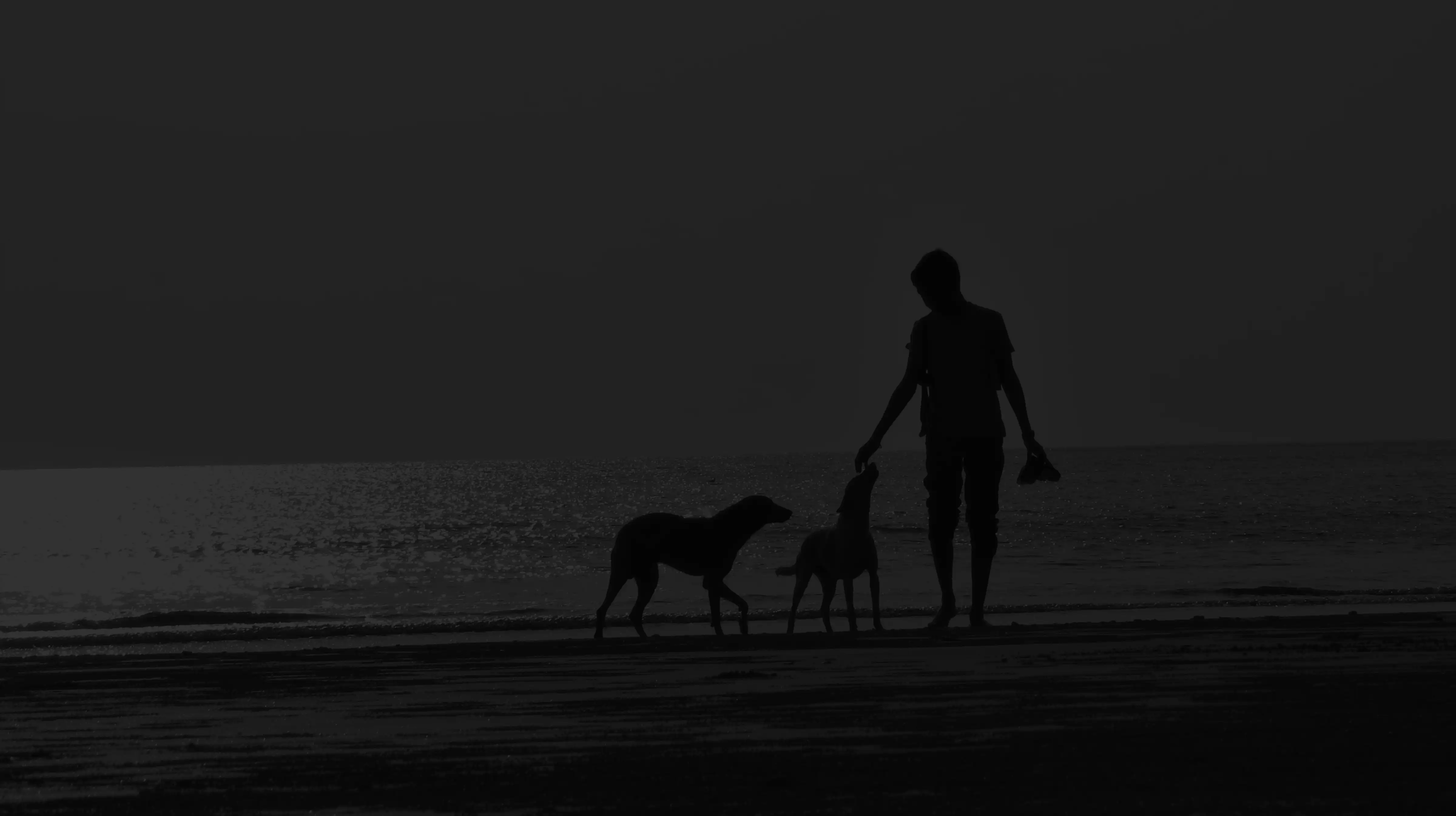 Willow Park Animal Clinic