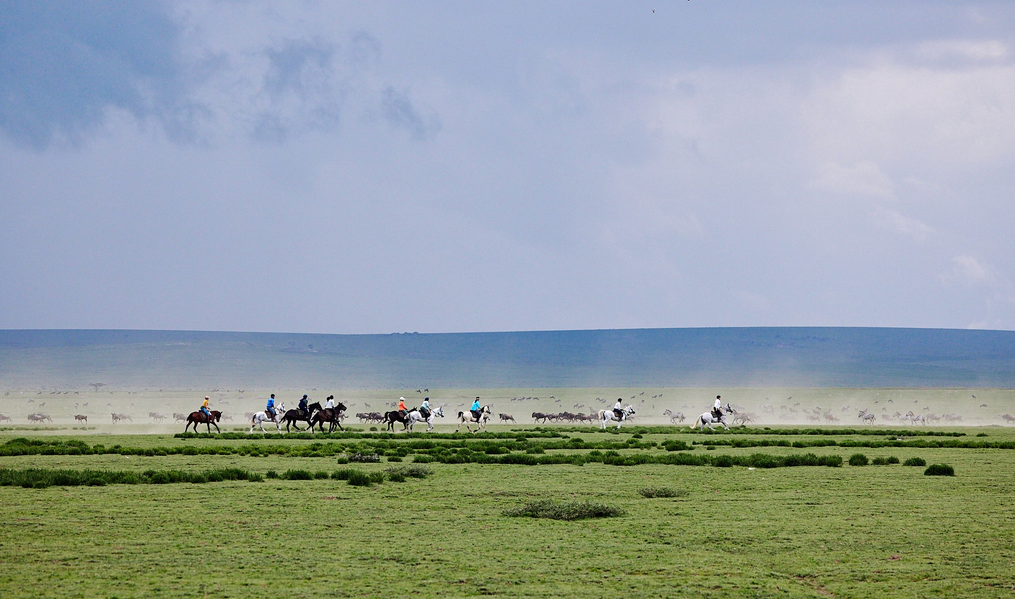Grupp av ryttare på ridresa i Afrika galopperar över Serengetis vidsträckta slätter medan damm och gnuhjordar rör sig över horisonten under the great migration.