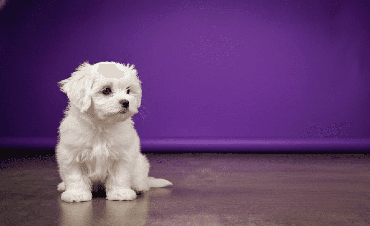A kid practicing surfing