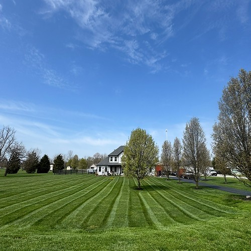 Mowed lawn
