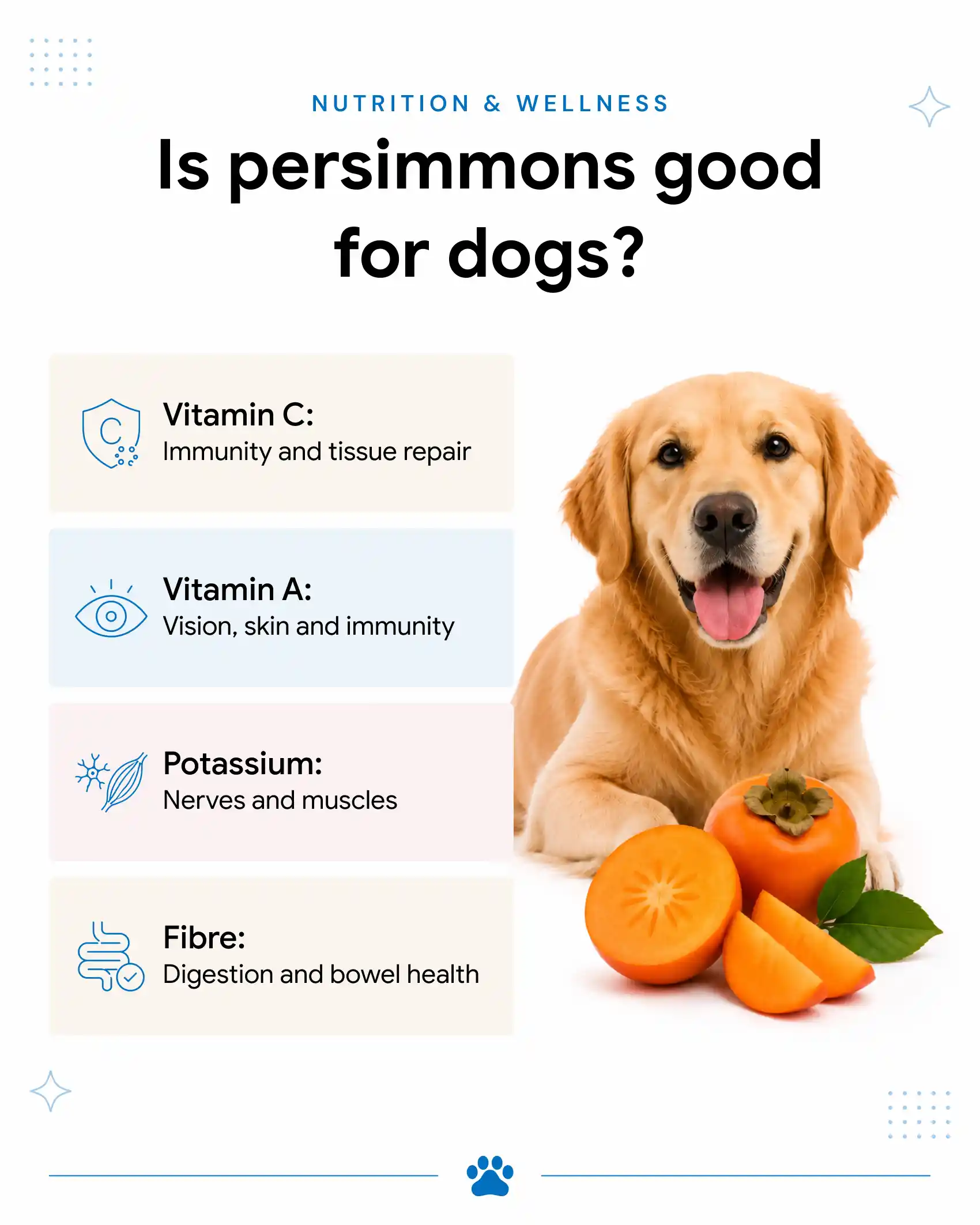 An infographic illustrating the benefits of persimmons to dogs.