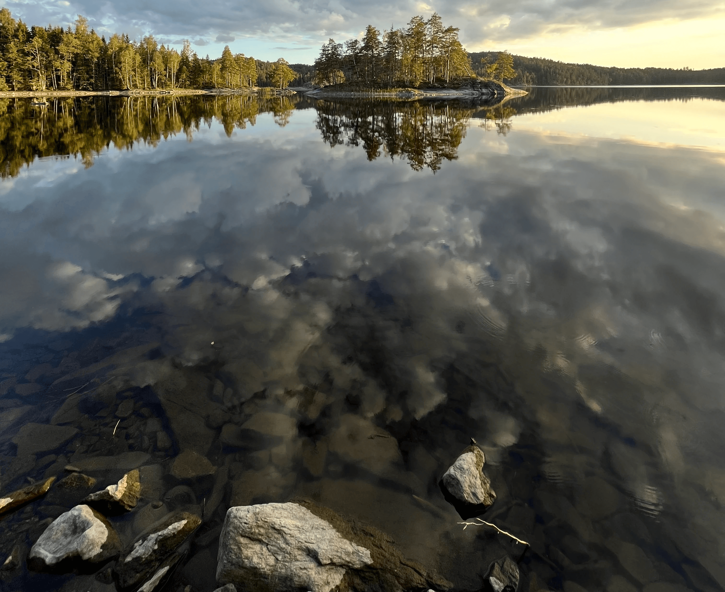 Close-up of a dark green leaf showing its textured surface and central vein against a muted background.