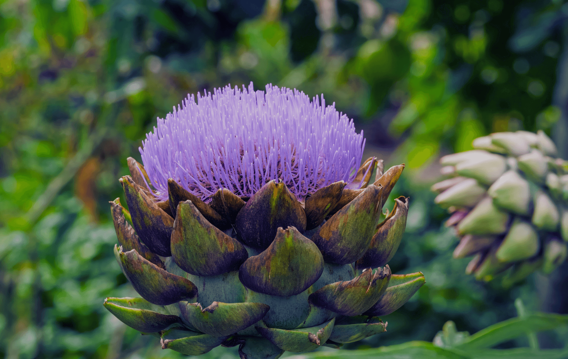 Alcachofa fresca cortada mostrando su corazón, asociada a sus beneficios digestivos y hepáticos.