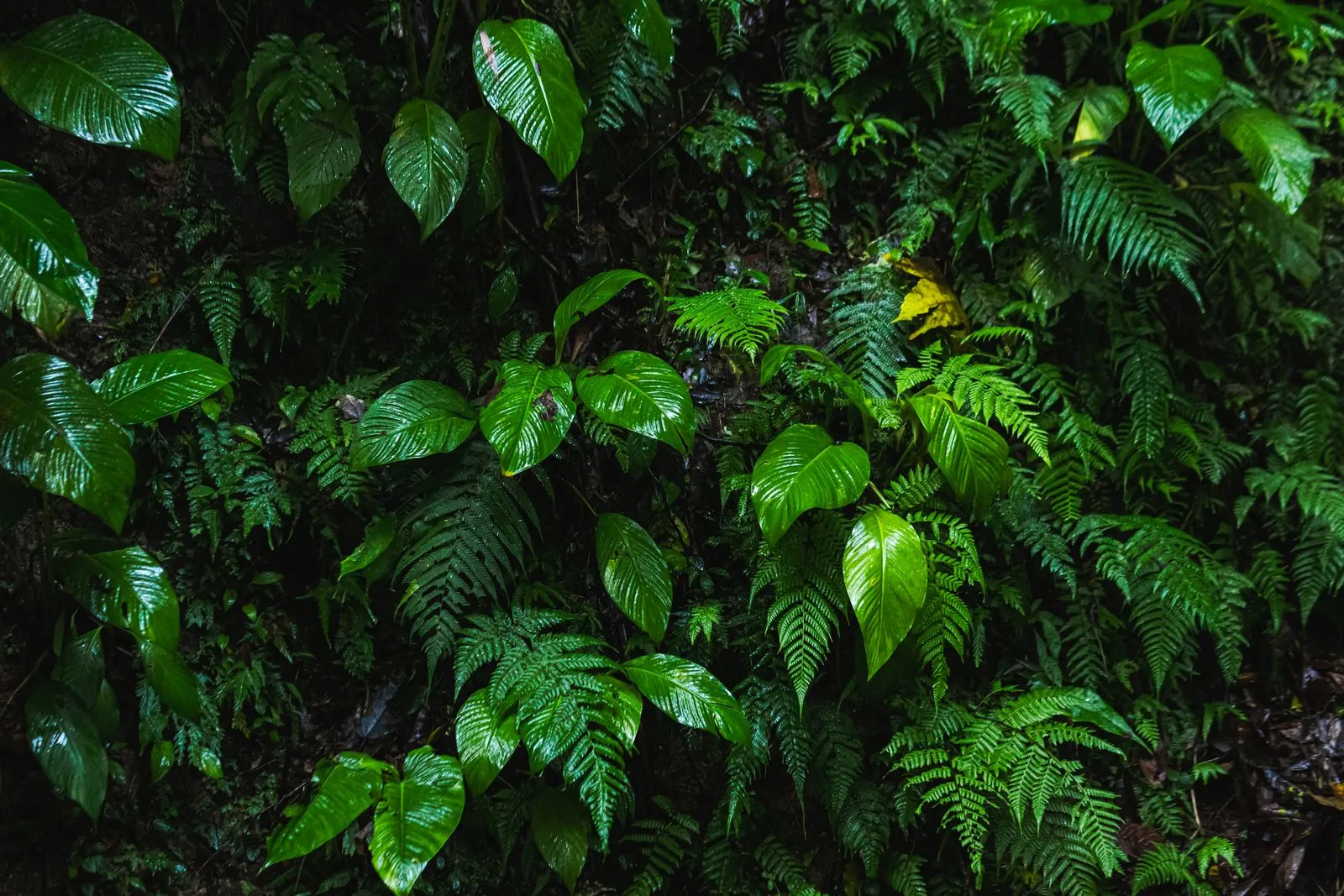 Green room on the Fern Hollow, around 08:50