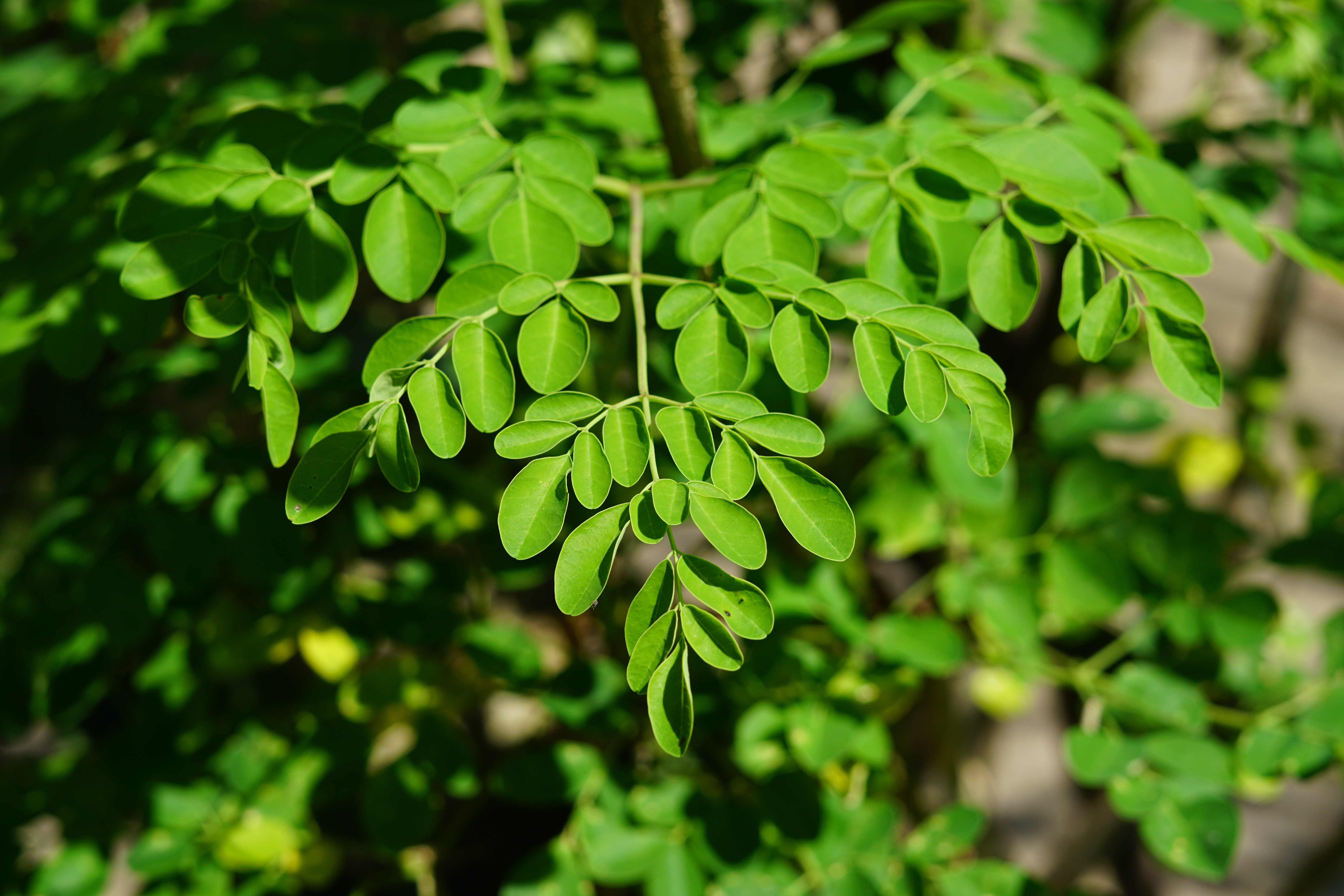 Ashwagandha Root Cross-Section
