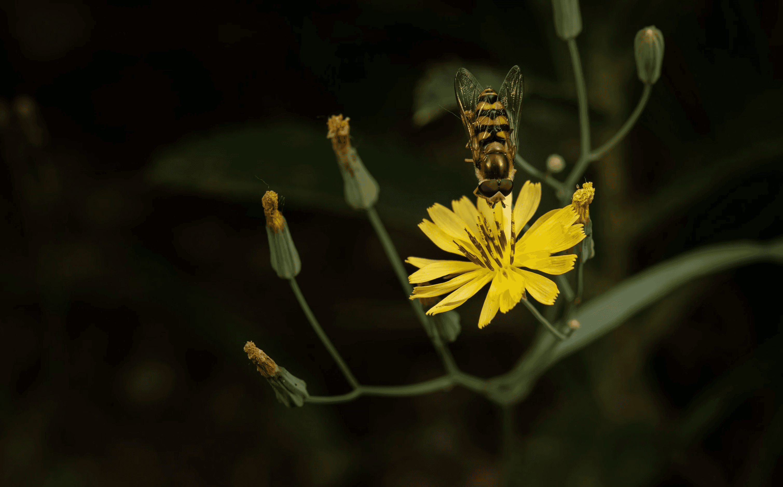 Genogra Geno Gra Genomics Software pangenomic pan genomic DNA RNA data 