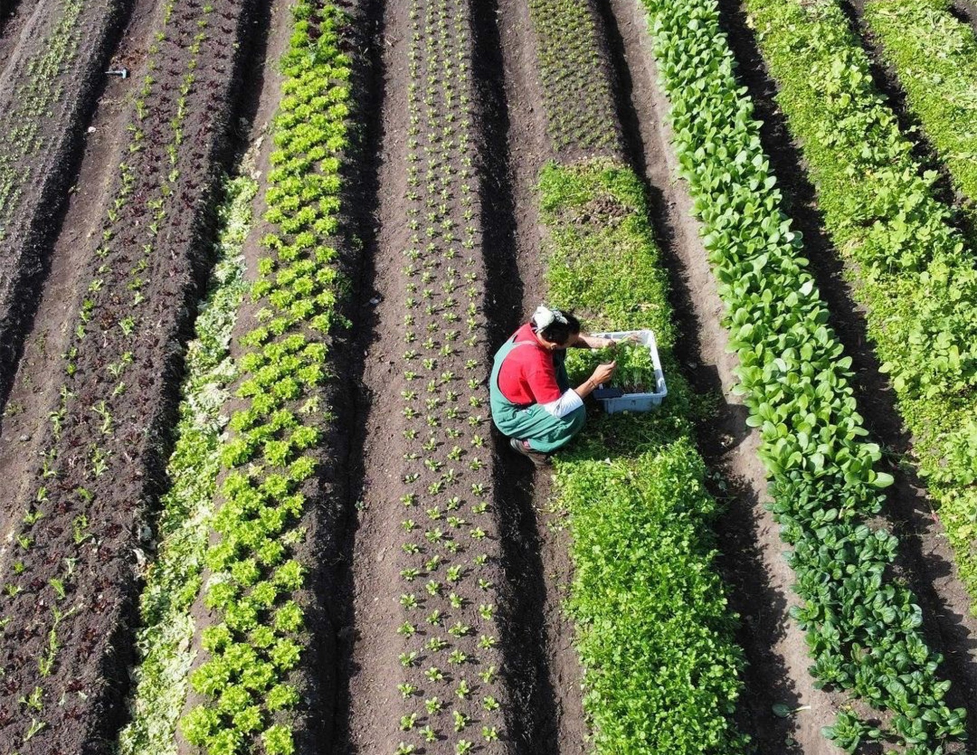 Worked picking herbs at the Mini Farm Project site
