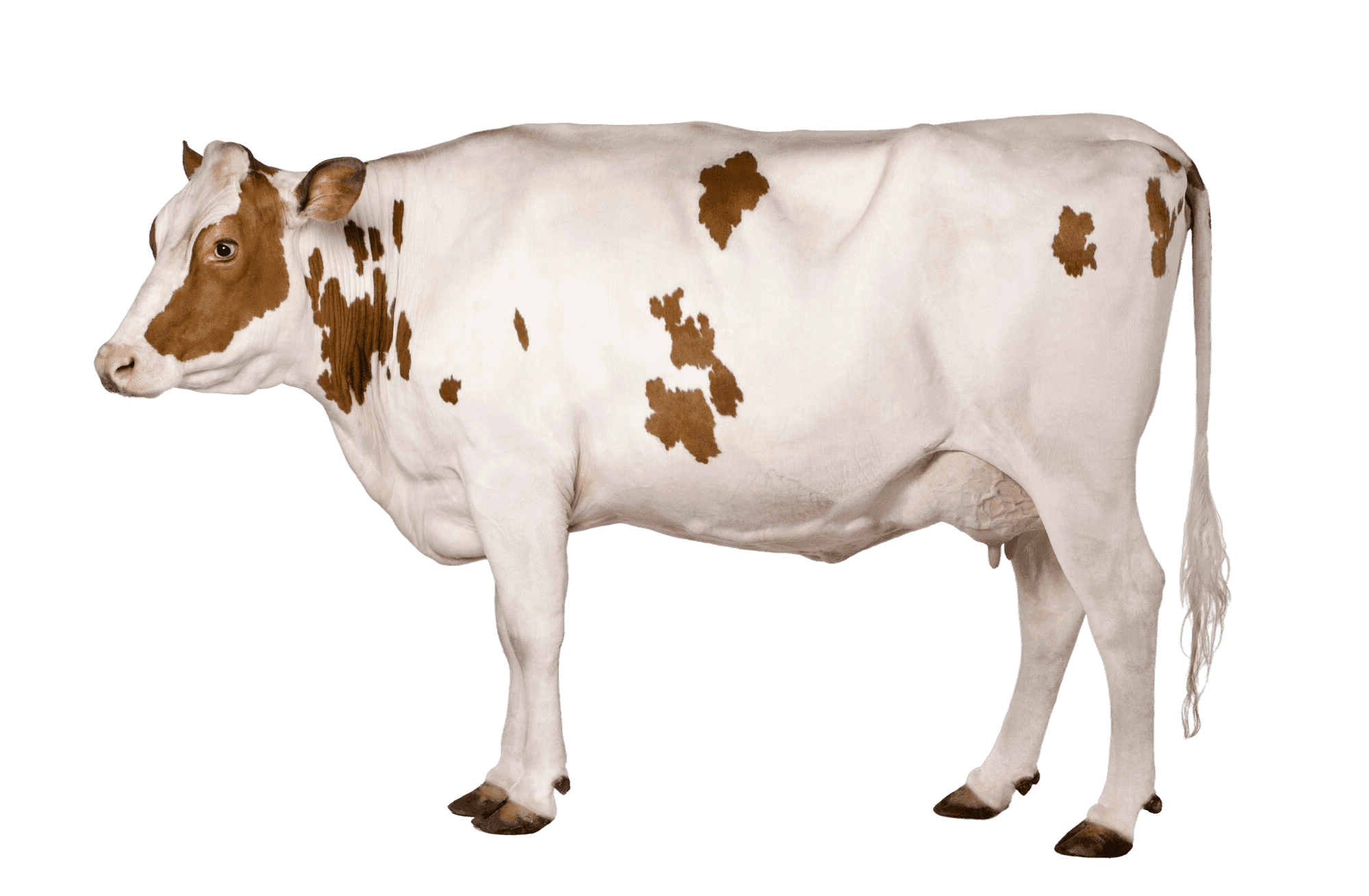 Vache détourée