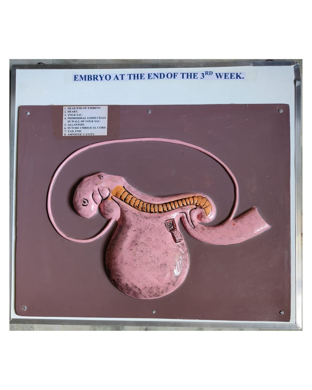 Embryo at the End of the 3rd Week