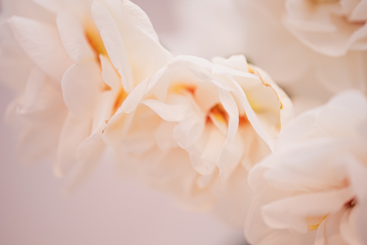 A close-up of a delicate white flower