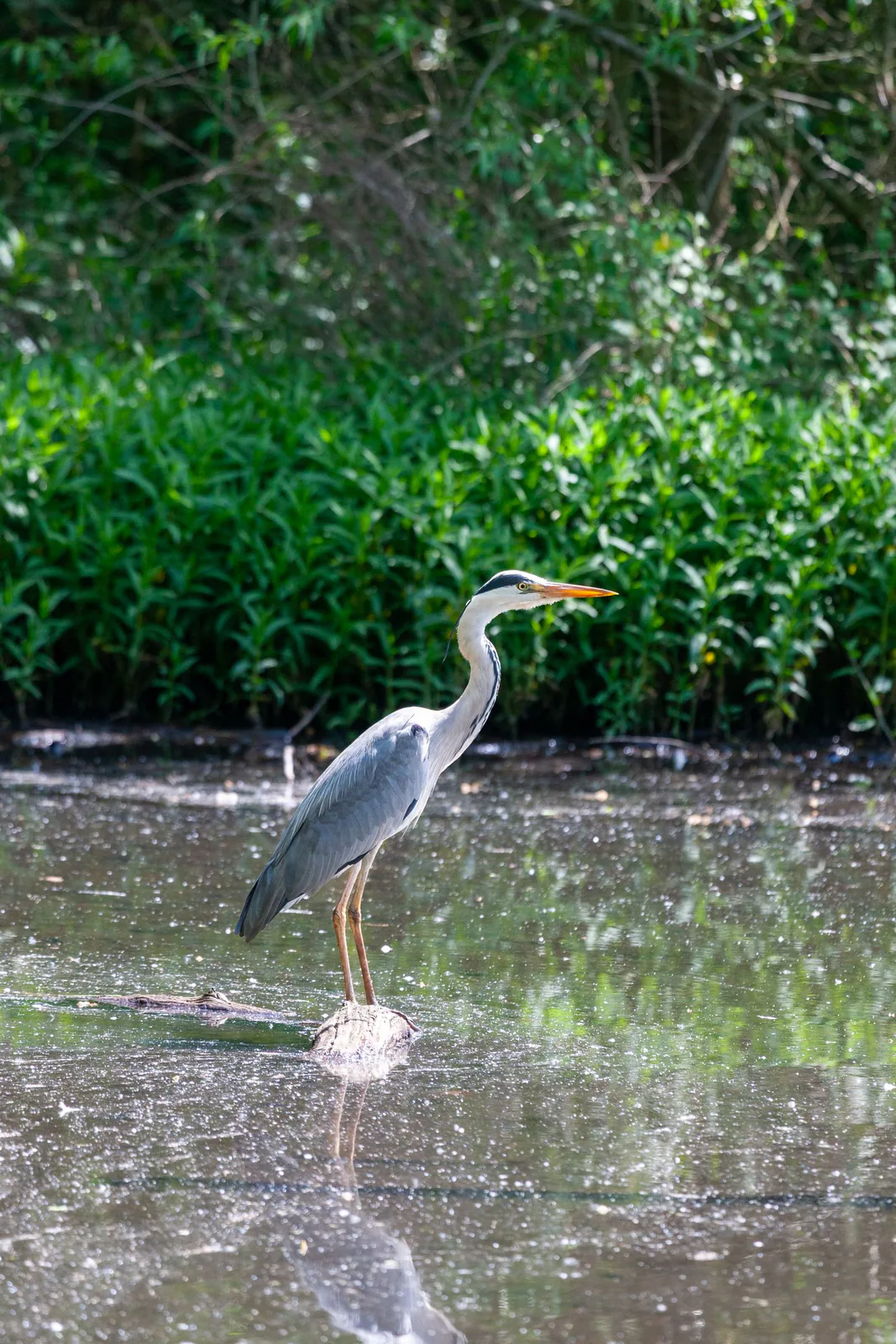 Grey heron
