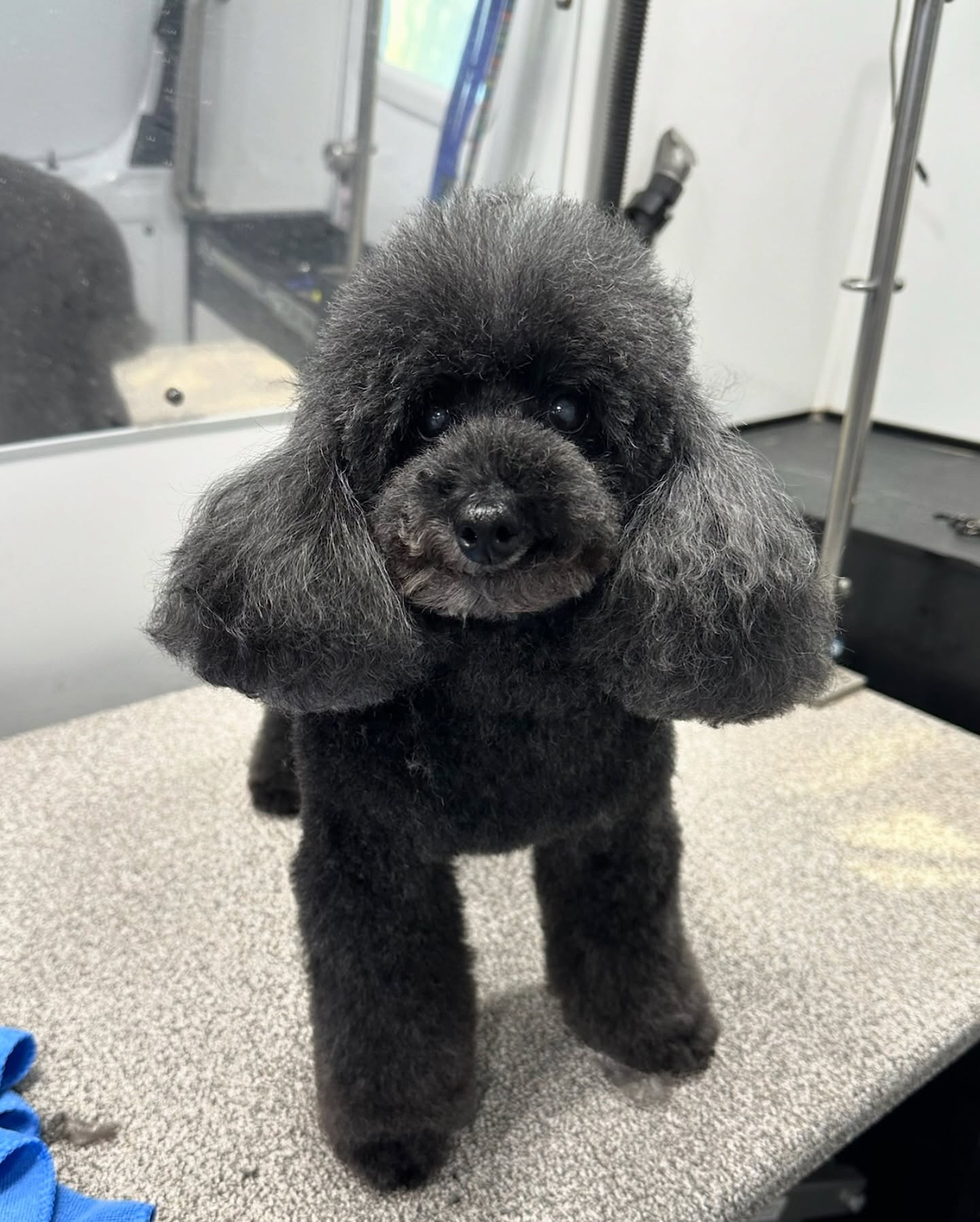 Freshly groomed black standard poodle with fluffy coat standing indoors in Maryland