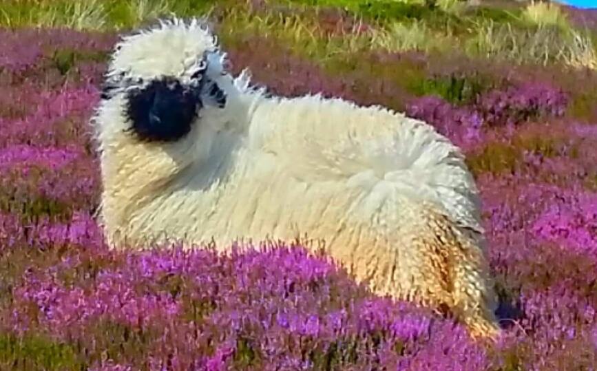 A sheep resting in a flowering hillside
