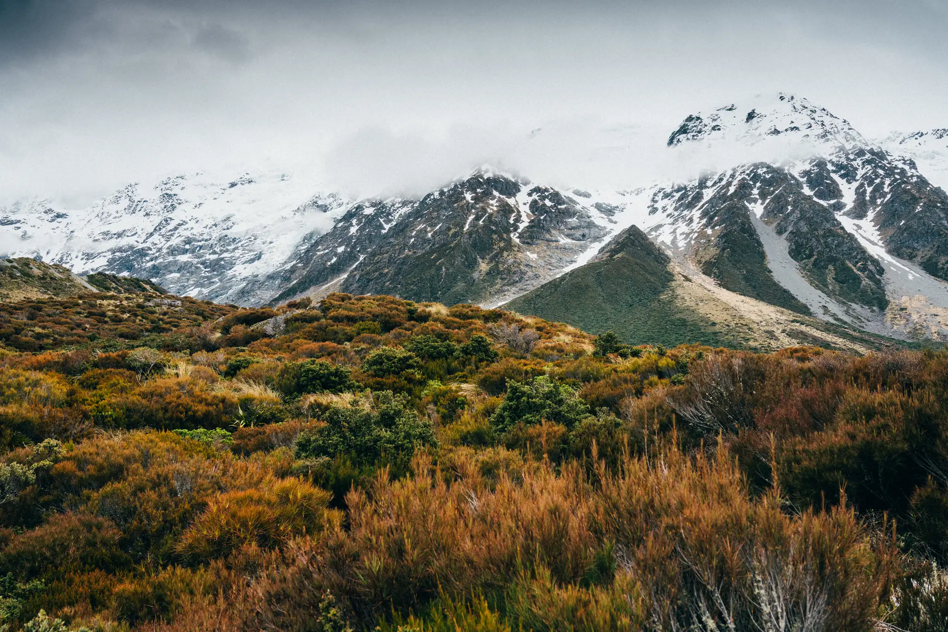 Snow-capped peaks rising above rust-coloured tussock and low scrub