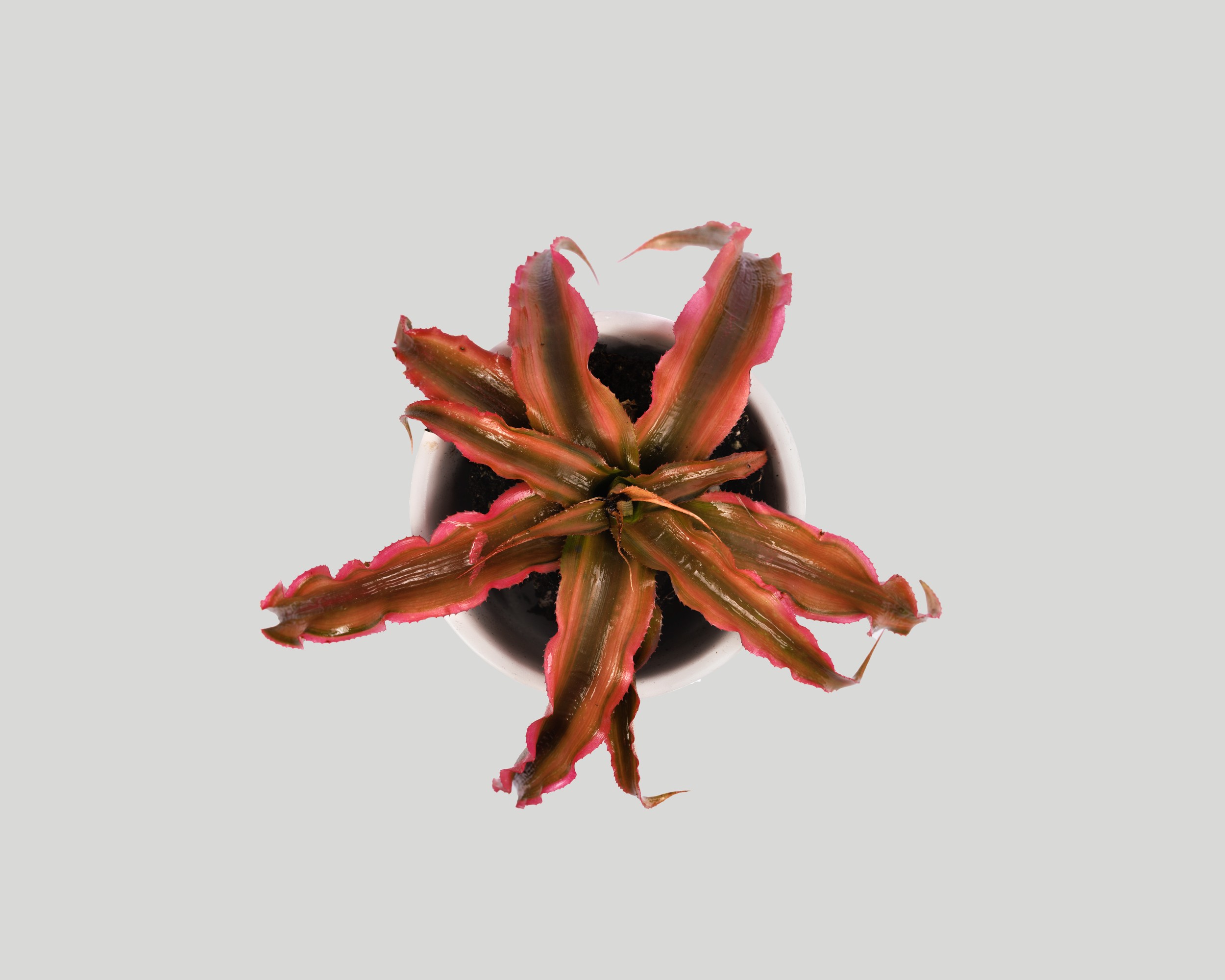 Earth bromeliad from Baiosphere