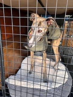 Dog in secure transport crate during professional pet relocation service with VIP Pet Travel