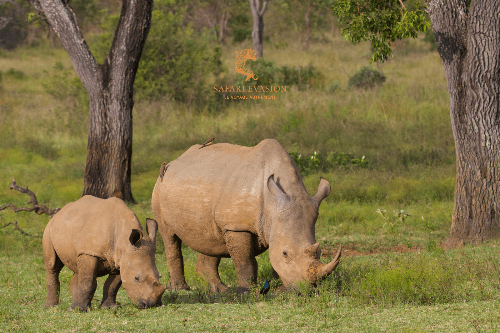 un rhinocéros avec son petit