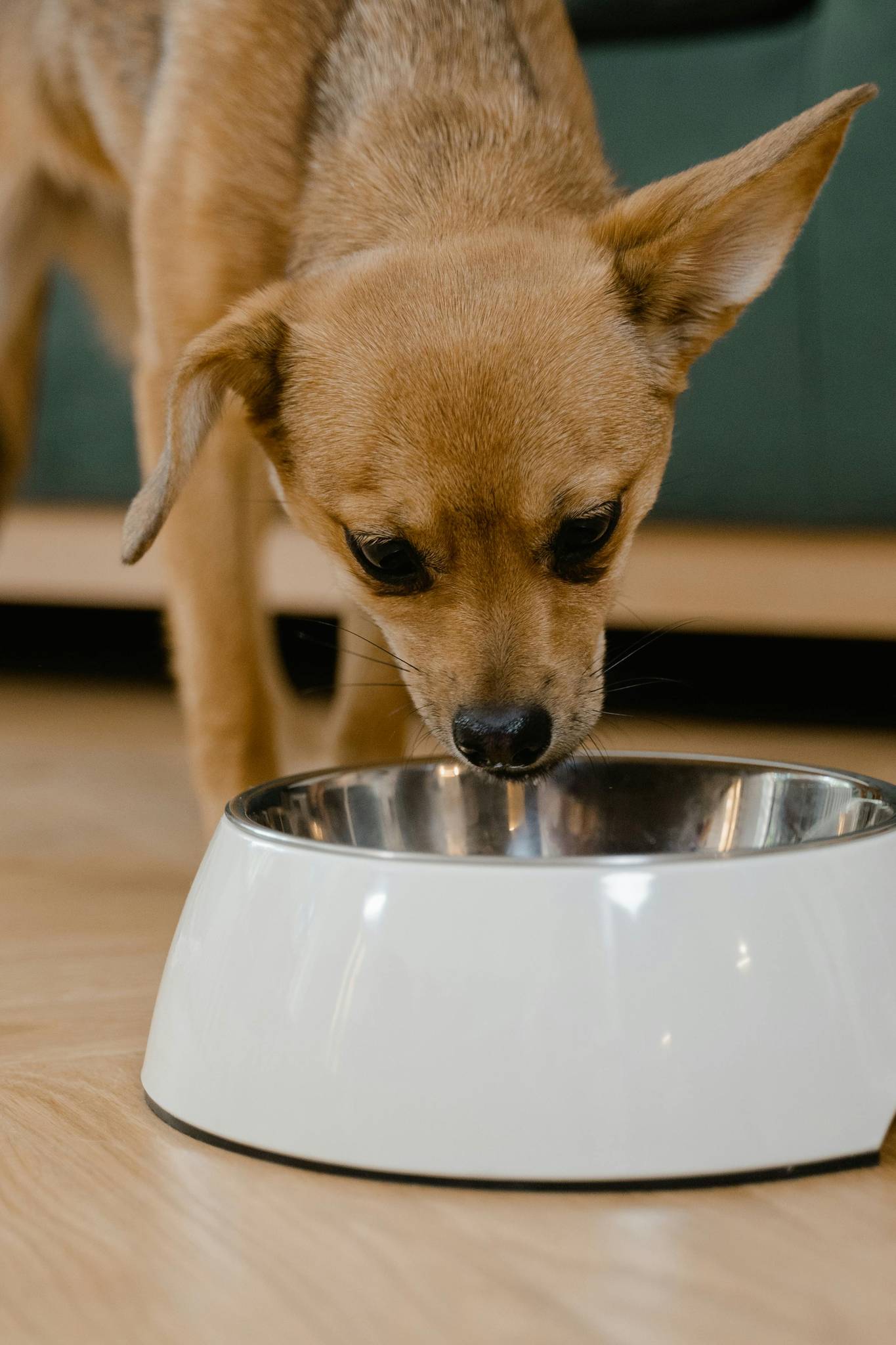 Chihuahua Diet & Nutrition