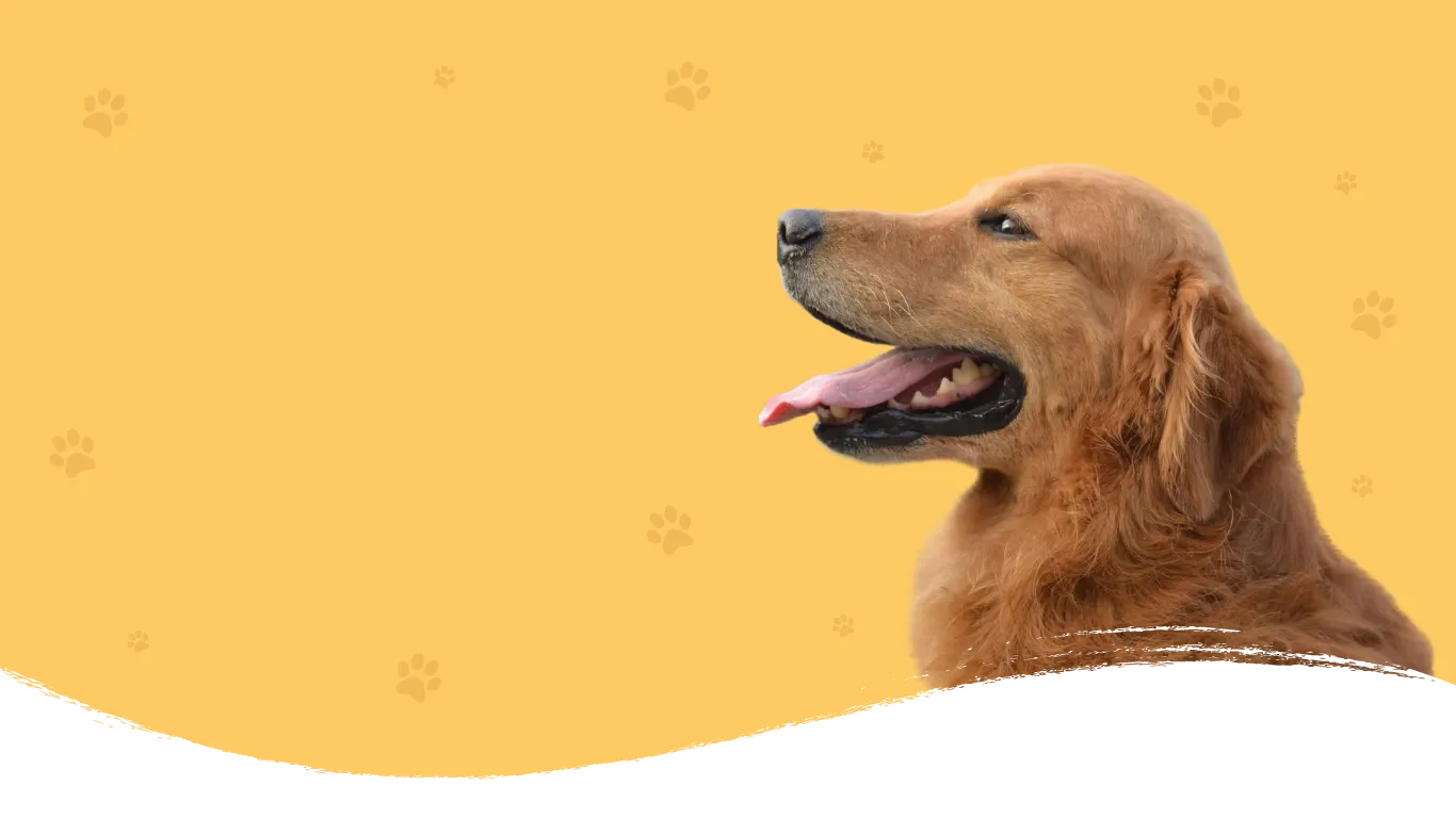 Image of a brown dog