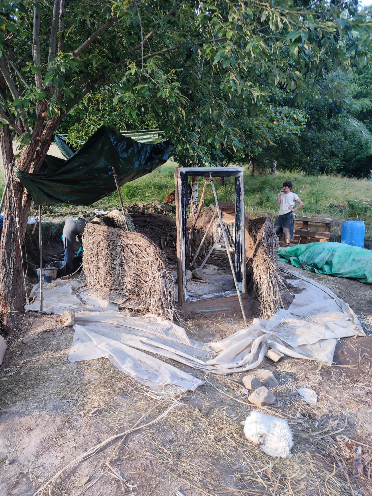 Close-up of lush, dark green leaves, some glossy and wet, against a muted background.