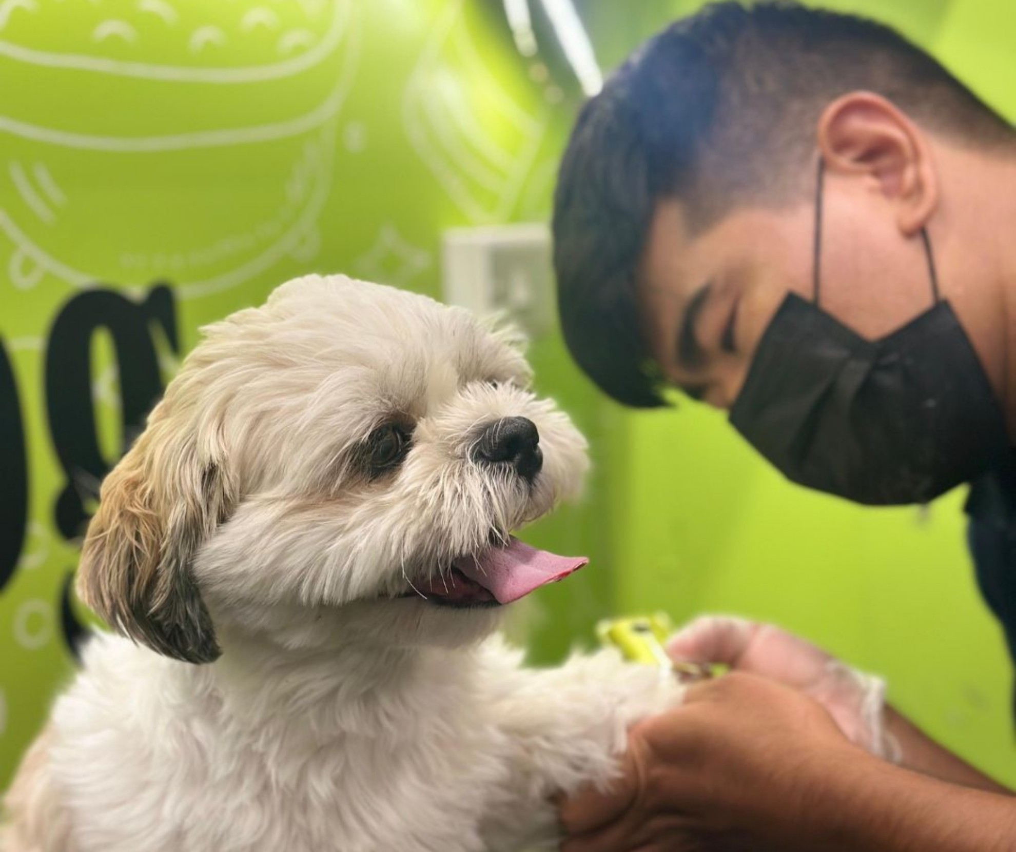 Doog's mobile pet grooming