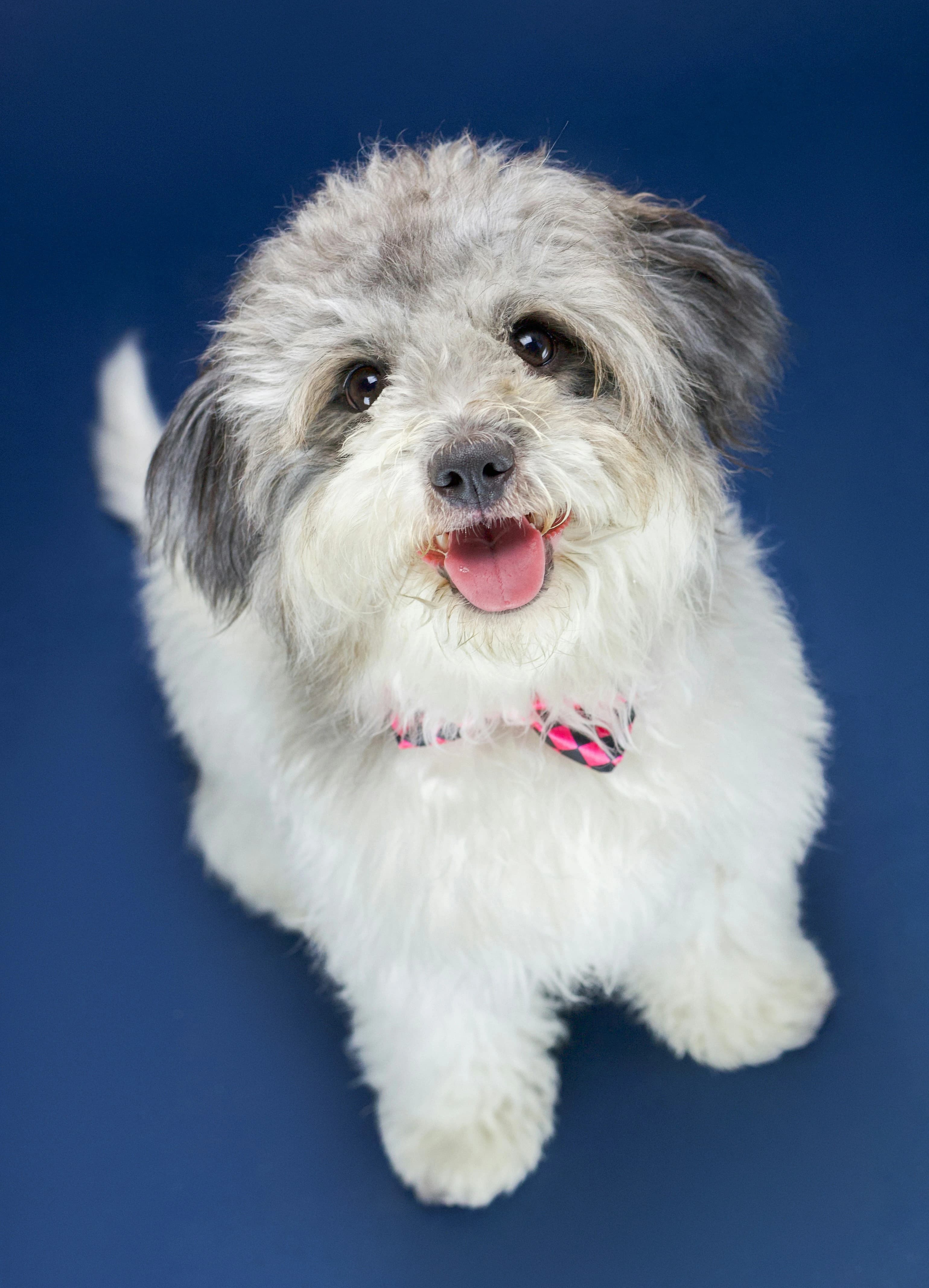happy puppy portrait