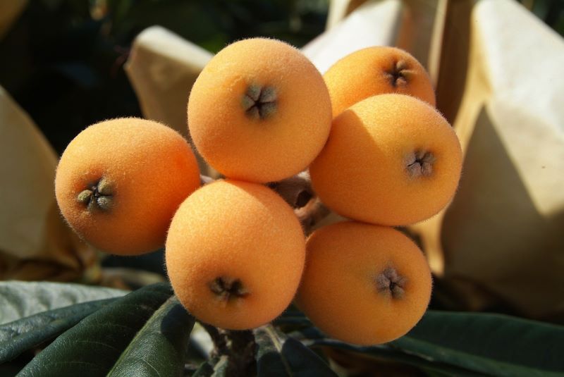 Nespole
