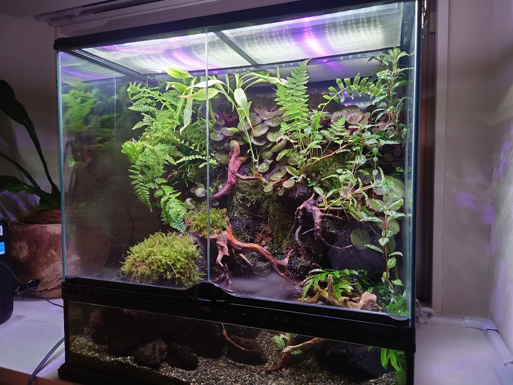 植物と流木を立体的に配置したテラリウム型アクアリウムレイアウト