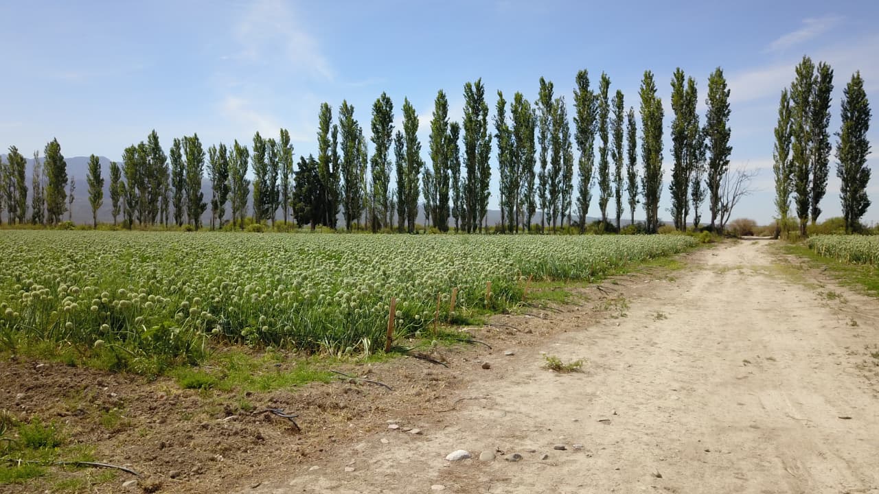 venta de 6 hectareas en zonda, san juan argentina