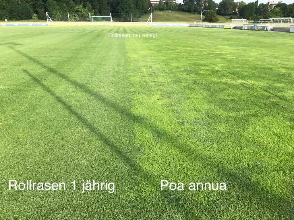 Poa annua bekämpfen mit Rollrasen
