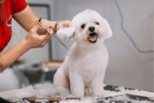 free 10% Discount on Grooming sessions