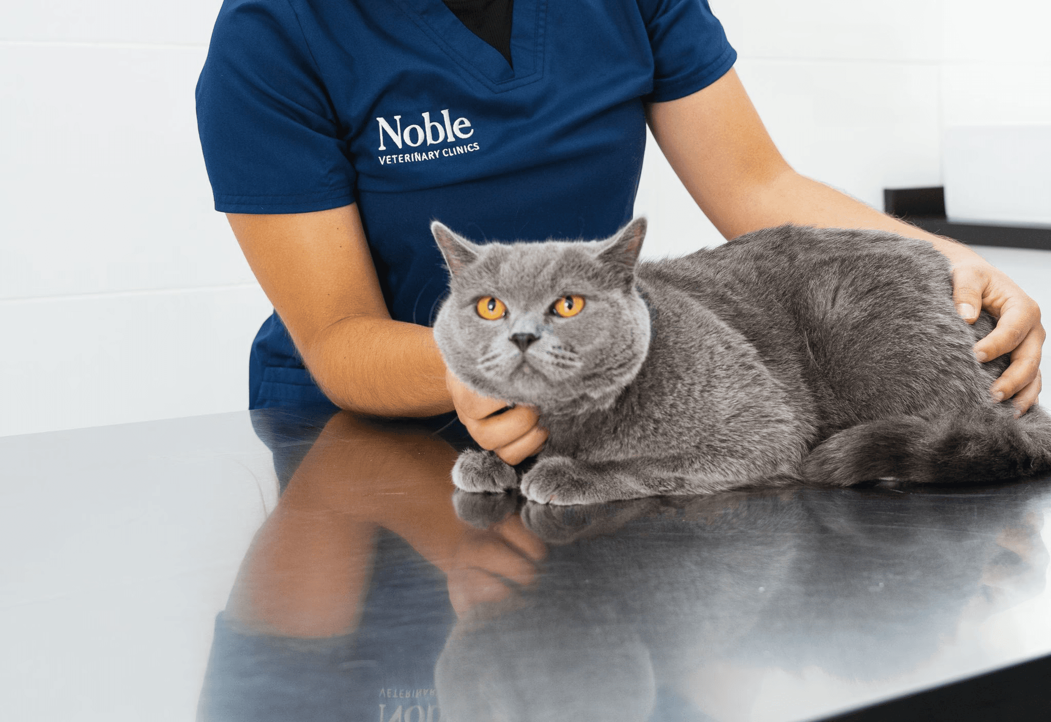 A veterinarian in a blue shirt is keeping the gray cat comfortable on a metal table.