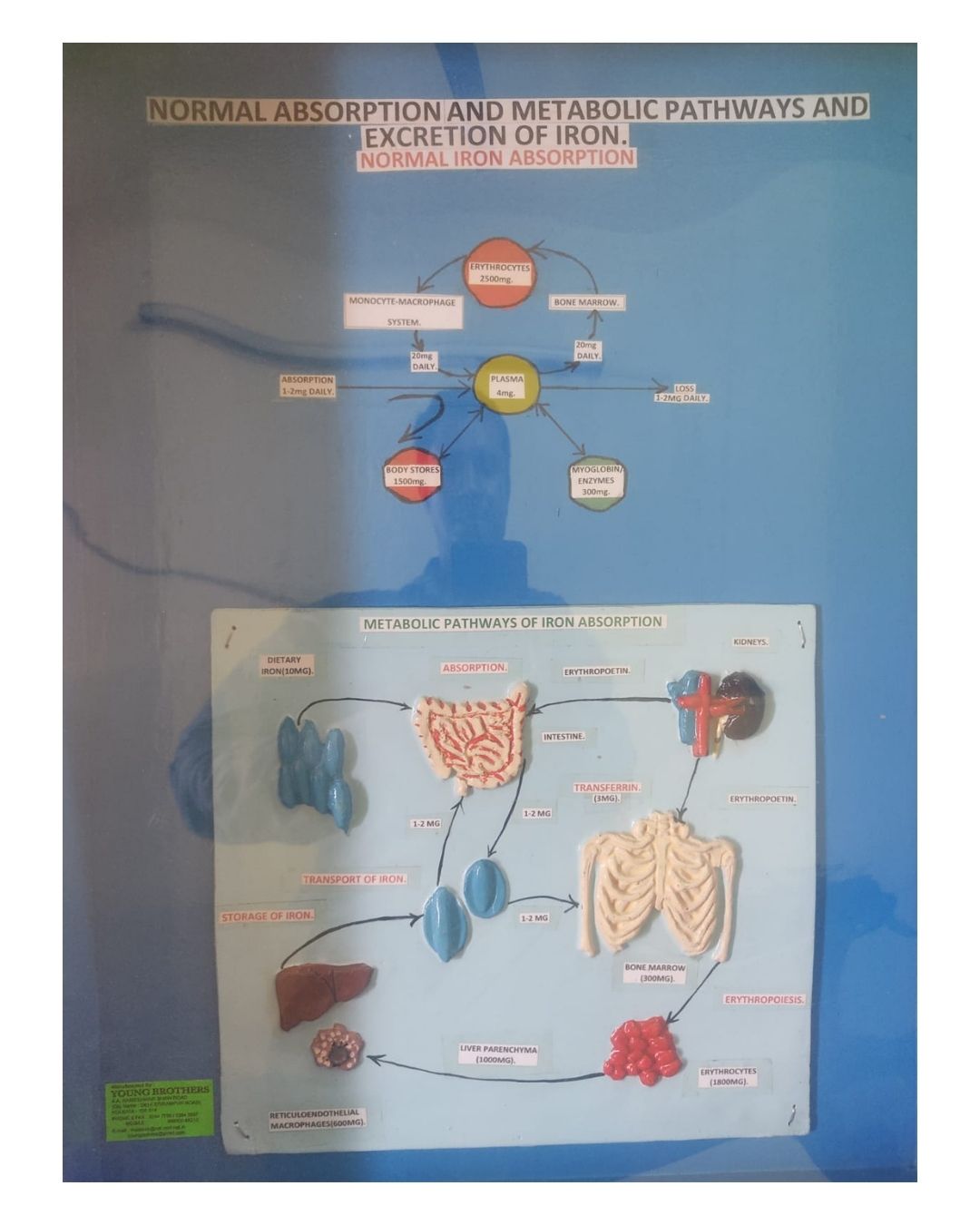 Normal Absorption and Metabolic Pathways and Excretion of Iron