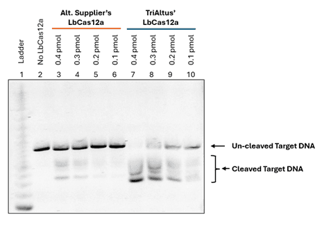 Direct nuclease activity assay showing DNA cleavage by purified LbCas12a protein