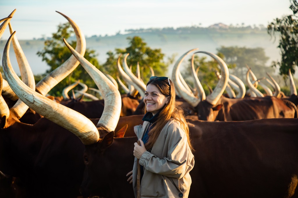 A tourist on an Ankole Long horned cattle tour