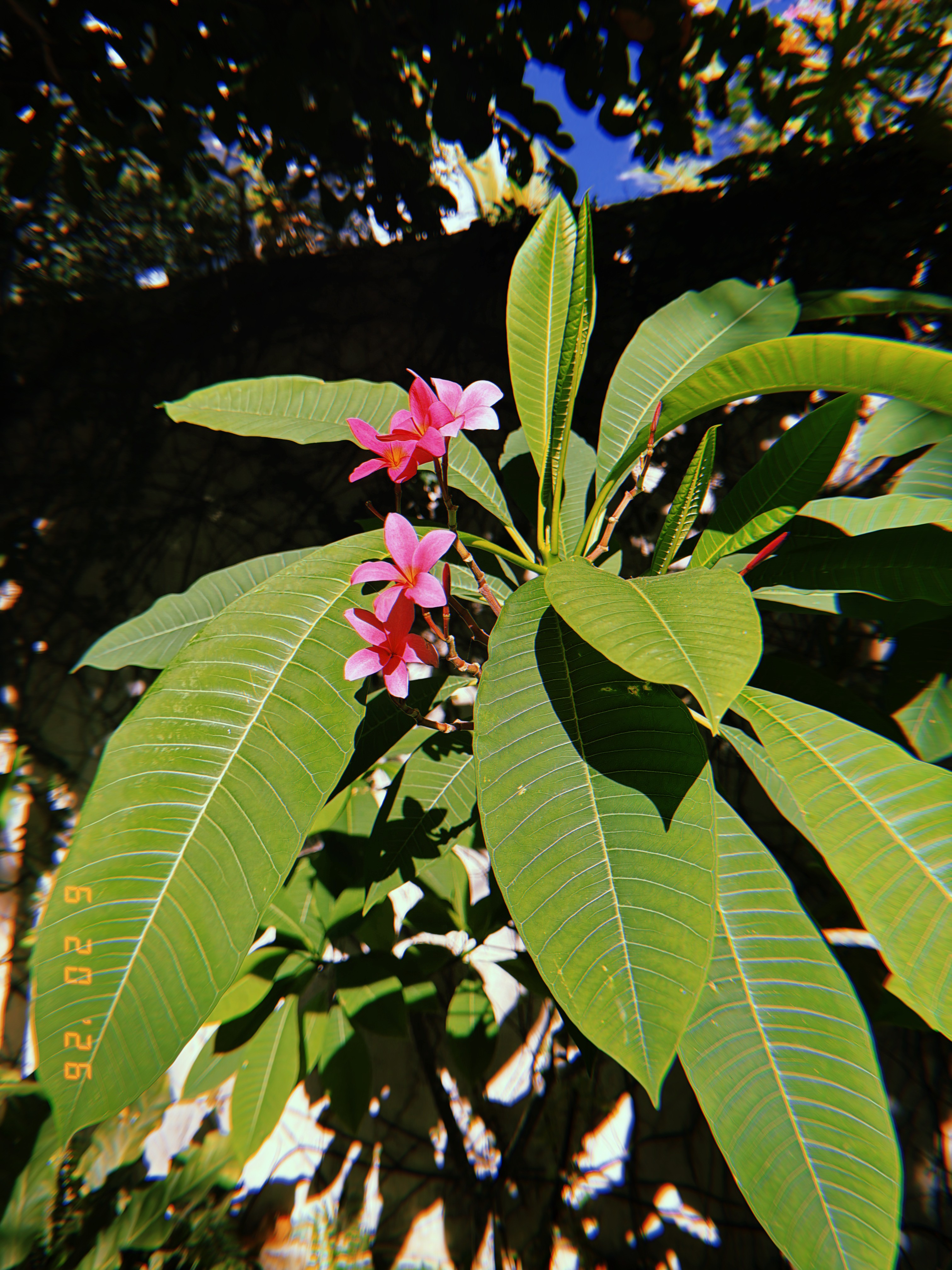 Pink flowers and broad green leaves against a dark garden
