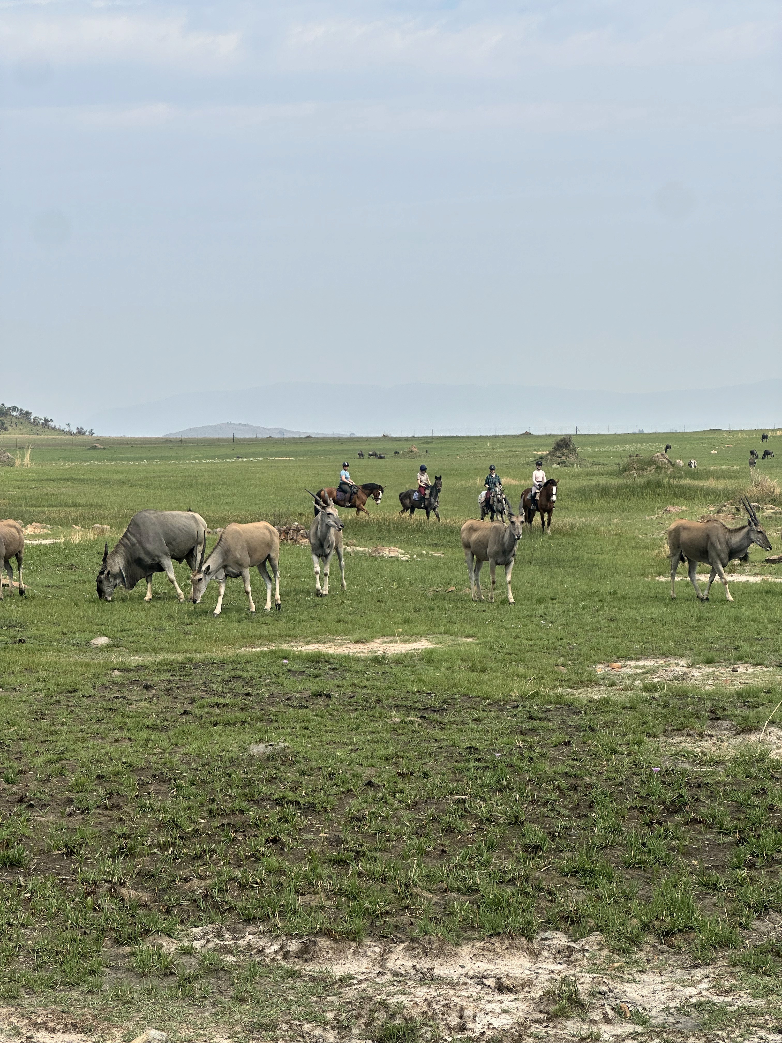 Kilimanjaro Elephant Ride, Arusha National Park, Tanzania – elefant i högt gräs tittar mot kameran, medan fem ryttare till häst på ridsafari i bakgrunden betraktar elefanten i ett grönt och frodigt landskap.