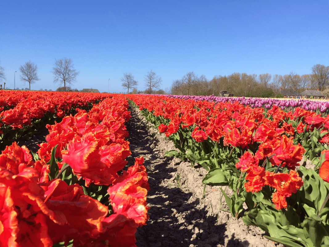 Flower fields background